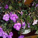 ���� �������, �����, 48 ��� - ��������� 1 ���� 2011 � ������ ���� ������