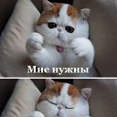 ���� ����������, ������ - ��������� 15 ������ 2013 � ������ ���� ����������