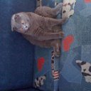  , , 49  -  20  2011   PetLove