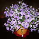 ���� Svetlana, ������, 52 ���� - ��������� 10 ������ 2012 � ������ ���� ����������