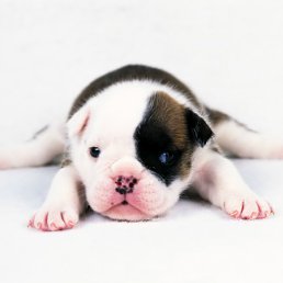 ���� �������, ��������, 42 ���� - ��������� 1 ����� 2012