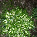 ���� ����@, ��������, 62 ���� - ��������� 29 ��� 2010 � ������ ��������� �������