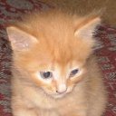 ���� ���������, ������ ��������, 46 ��� - ��������� 28 ������ 2009 � ������ ���� ��������: ������ � �����