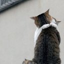 ���� ����� - ���������� ��������!!!, �����������, 56 ��� - ��������� 31 ������� 2009 � ������ �����Ȼ