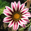 ���� V�������, ��������� - ��������� 21 ������ 2011 � ������ ���������.�