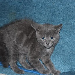 �����, ��������, 50 ���