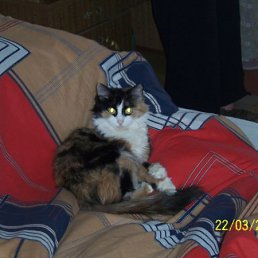 ���� Alex, ���������, 43 ���� - ��������� 26 ��� 2010