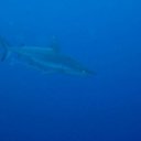 ���� �������, �������, 31 ��� - ��������� 2 �������� 2011 � ������ �������