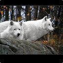 ���� ��������, �����-���������, 29 ��� - ��������� 25 ������ 2012 � ������ ���� ����������