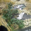 ���� ���, ��������, 30 ��� - ��������� 11 ���� 2013 � ������ ���� ����������