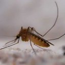 ���� ������, ����������� - ��������� 20 ������ 2010 � ������ ����