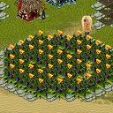 ���� �������, ����������, 36 ��� - ��������� 11 ������� 2012 � ������ �Tropikania�