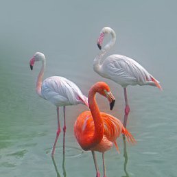 ���� :)�, ������ - ��������� 23 �������� 2011