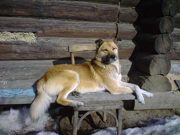 Рейтинг фотографий конкурса "Мой питомец". Номера с 1 по 50 Фото: Мухтарчик)) -