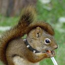  Serzh Van Der Maaremaan,  -  9  2009   