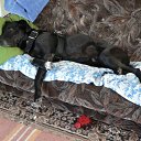 ���� ���, ������ - ��������� 6 ������ 2009 � ������ �In Memory of Nos, The Dog (R.I.P)�