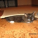 ���� ���������, ������ ��������, 46 ��� - ��������� 26 ������ 2009 � ������ ���� ��������: ��������