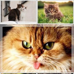 ���������, �����������, 72 ����