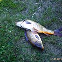 ���� ���, �������, 43 ���� - ��������� 29 ������� 2011 � ������ �������