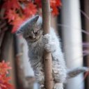 ���� �����, ������ - ��������� 11 ������� 2012