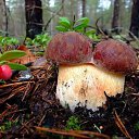  , , 52  -  29  2012   л