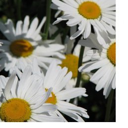 ���� @����, ���������, 55 ��� - ��������� 28 �������� 2011