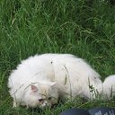 ���� ����, ����, 54 ���� - ��������� 15 ���� 2012 � ������ ���� ����������