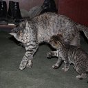 ... ���, � �� ������ �������� �����!.. �� ������� �����������ۻ