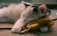���� ���� ���������, �������, 51 ��� - ��������� 2 ��� 2012 � ������ �������