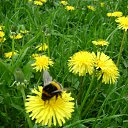 ���� ����, �����-��������� - ��������� 1 ���� 2013 � ������ ����� ��� ������������