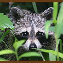 ���� Raccoon, ����������� - ��������� 4 ������� 2009 � ������ �������