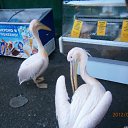���� �������, ������, 65 ��� - ��������� 21 ��� 2012 � ������ ���� ����������