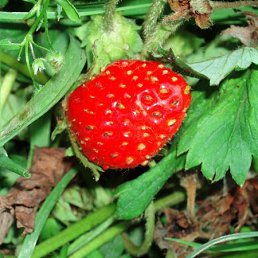 ����, ������, 49 ���