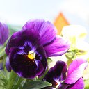 ���� �����, �����, 60 ��� - ��������� 21 ��� 2012 � ������ ������ �����