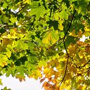 ���� ����, �����, 41 ��� - ��������� 25 ������ 2011 � ������ ���� ����������