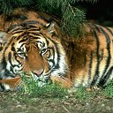 ���� Georg, ����, 45 ��� - ��������� 15 ����� 2009