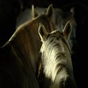 ���� "@����", �����-���������, 25 ��� - ��������� 26 ��� 2010 � ������ �������