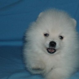Sergey, ��������, 51 ���