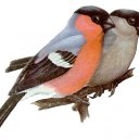 ���� �����, ������, 51 ��� - ��������� 14 ����� 2013 � ������ ���� ����������