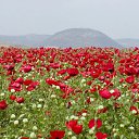 ���� Smile, ������, 55 ��� - ��������� 12 ������ 2010 � ������ ���� ����� � ������