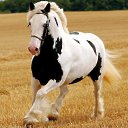 ���� Dev, ����, 50 ��� - ��������� 21 ������� 2010 � ������ �������