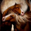  ~~,  -  4  2010   Carol Cavalaris,      .