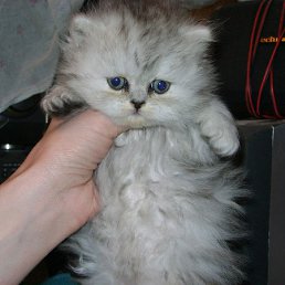 ��� ��������