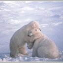 ���� ����, ����, 33 ���� - ��������� 6 ����� 2010 � ������ �������