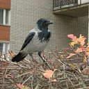 ������� �� ������� �������