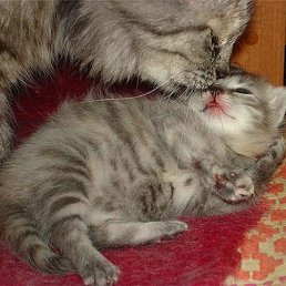 ���� �����, �����-���������, 44 ���� - ��������� 6 ������ 2012