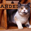 ���� ������, ���-����, 28 ��� - ��������� 15 ������� 2009 � ������ �����������