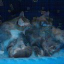 ��� ����������� �� ������� ���� ���������