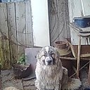  Vytautas, , 66  -  8  2010   foto