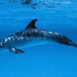 Ava, ���������, 53 ����